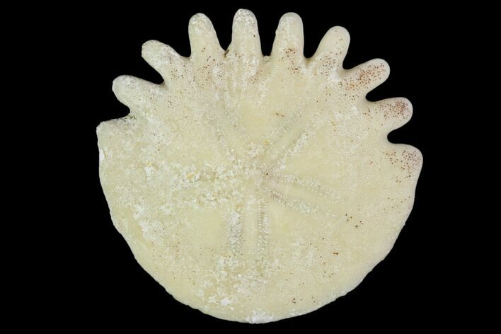 Fossil Sand Dollar (Heliophora) - Boujdour Province, Morocco #106760